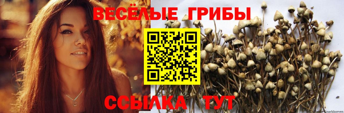 Псилоцибиновые грибы Cubensis Брянск
